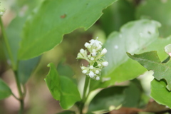 Psychotria horizontalis