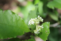 Psychotria horizontalis