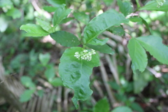 Psychotria horizontalis