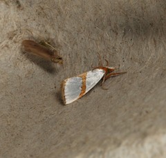 Vaxi auratellus