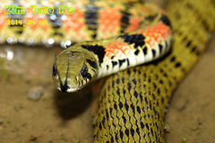 Rhabdophis tigrinus