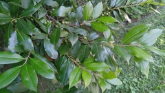 Prunus caroliniana