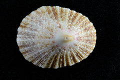Cymbula miniata