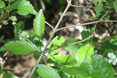Psychotria horizontalis