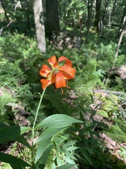 Lilium superbum