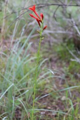 Ipomopsis rubra