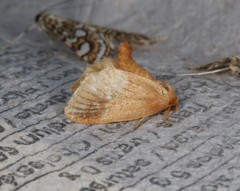 Tortricidia testacea