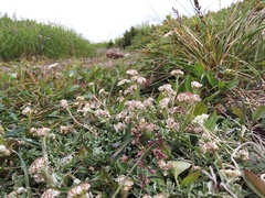 Antennaria dioiciformis