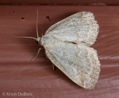 Protodeltote albidula