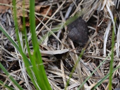 Chloealtis conspersa