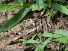 Chloealtis conspersa