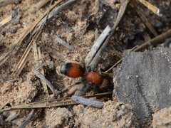 Dasymutilla nigripes