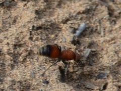 Dasymutilla nigripes