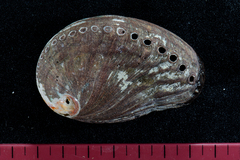 Haliotis spadicea