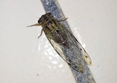 Diceroprocta tepicana