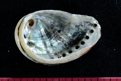Haliotis spadicea