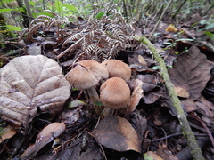 Agaricales