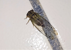 Diceroprocta tepicana