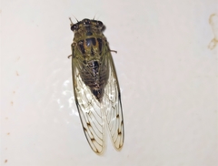 Diceroprocta tepicana