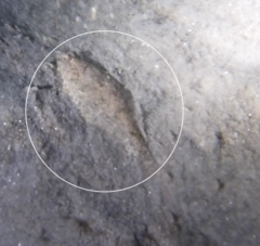 Citharichthys stigmaeus