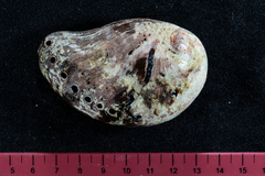 Haliotis spadicea