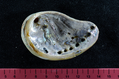 Haliotis spadicea