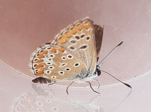 Obični mrki plavac (Aricia agestis)