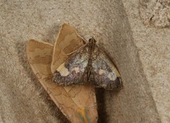 Evergestis unimacula