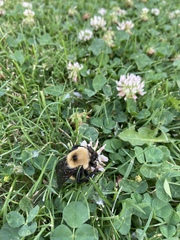 Bombus nevadensis