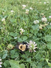 Bombus nevadensis