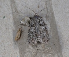 Acronicta increta