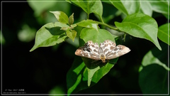Abraximorpha davidii