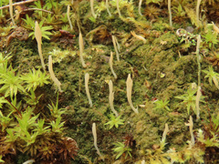 Multiclavula corynoides