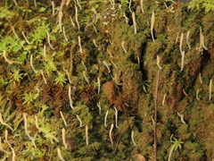 Multiclavula corynoides