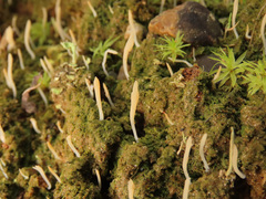 Multiclavula corynoides