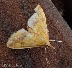Choristostigma plumbosignalis