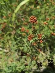 Dorycnium