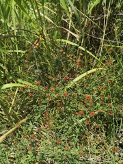 Dorycnium