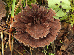 Thelephora caryophyllea