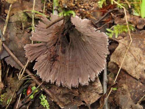 Thelephora caryophyllea