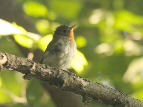 Papamoscas papirrojo (Ficedula parva)
