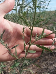 Chenopodium leptophyllum