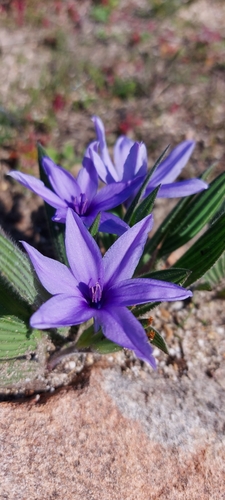 Babiana villosula