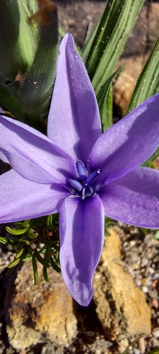 Babiana villosula