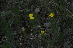 Oenothera serrulata