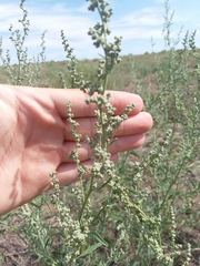 Chenopodium leptophyllum