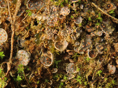 Pronectria robergei