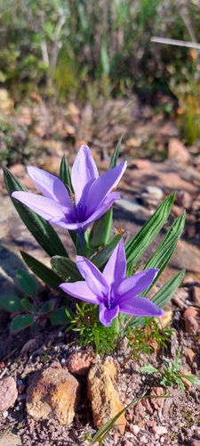 Babiana villosula