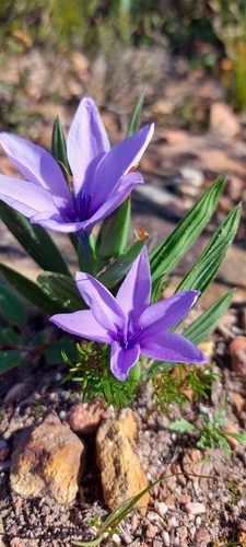 Babiana villosula