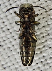 Agrilus laticornis